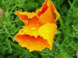 California Poppy!